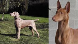 Smooth Haired Weimaraner vs Pharaoh Hound - Breed Comparison