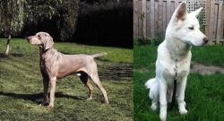 Smooth Haired Weimaraner vs Phung San - Breed Comparison