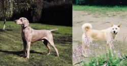 Smooth Haired Weimaraner vs Pungsan Dog - Breed Comparison
