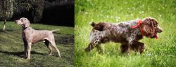 Smooth Haired Weimaraner vs Russian Spaniel - Breed Comparison