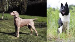 Smooth Haired Weimaraner vs Russo-European Laika - Breed Comparison