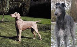 Smooth Haired Weimaraner vs Scottish Deerhound - Breed Comparison