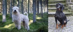 Soft-Coated Wheaten Terrier vs Austrian Black and Tan Hound - Breed Comparison