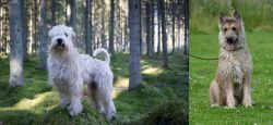 Soft-Coated Wheaten Terrier vs Belgian Shepherd Dog (Laekenois) - Breed Comparison