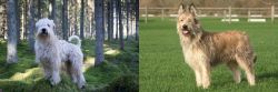Soft-Coated Wheaten Terrier vs Berger Picard - Breed Comparison