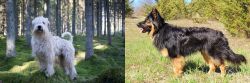 Soft-Coated Wheaten Terrier vs Bohemian Shepherd - Breed Comparison