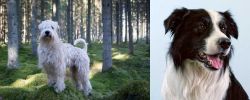 Soft-Coated Wheaten Terrier vs Border Collie - Breed Comparison