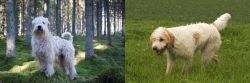 Soft-Coated Wheaten Terrier vs Briquet Griffon Vendeen - Breed Comparison