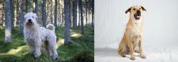 Soft-Coated Wheaten Terrier vs Chinook - Breed Comparison