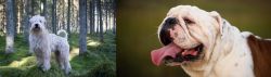Soft-Coated Wheaten Terrier vs English Bulldog - Breed Comparison