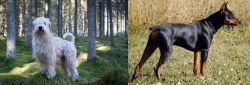 Soft-Coated Wheaten Terrier vs German Pinscher - Breed Comparison