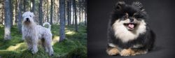 Soft-Coated Wheaten Terrier vs German Spitz (Klein) - Breed Comparison