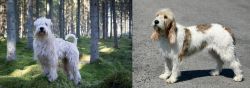 Soft-Coated Wheaten Terrier vs Grand Basset Griffon Vendeen - Breed Comparison