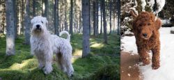 Soft-Coated Wheaten Terrier vs Irish Doodles - Breed Comparison