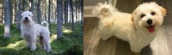 Soft-Coated Wheaten Terrier vs Maltipoo - Breed Comparison
