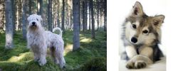 Soft-Coated Wheaten Terrier vs Miniature Siberian Husky - Breed Comparison