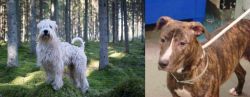 Soft-Coated Wheaten Terrier vs Mountain View Cur - Breed Comparison