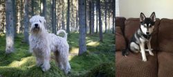 Soft-Coated Wheaten Terrier vs Pomsky - Breed Comparison