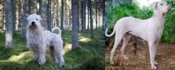 Soft-Coated Wheaten Terrier vs Rajapalayam - Breed Comparison