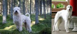 Soft-Coated Wheaten Terrier vs Silken Windhound - Breed Comparison