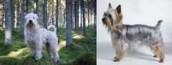 Soft-Coated Wheaten Terrier vs Silky Terrier - Breed Comparison
