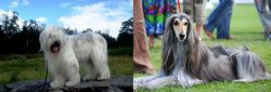 South Russian Ovcharka vs Afghan Hound - Breed Comparison