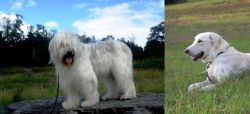 South Russian Ovcharka vs Akbash Dog - Breed Comparison