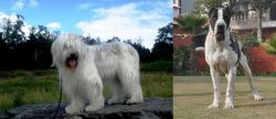 South Russian Ovcharka vs Alangu Mastiff - Breed Comparison
