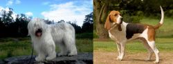 South Russian Ovcharka vs Artois Hound - Breed Comparison