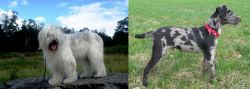South Russian Ovcharka vs Atlas Terrier - Breed Comparison