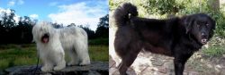 South Russian Ovcharka vs Bakharwal Dog - Breed Comparison