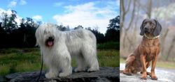 South Russian Ovcharka vs Bavarian Mountain Hound - Breed Comparison