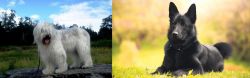 South Russian Ovcharka vs Black Norwegian Elkhound - Breed Comparison