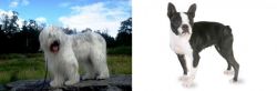 South Russian Ovcharka vs Boston Terrier - Breed Comparison