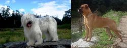 South Russian Ovcharka vs Bullmastiff - Breed Comparison