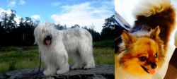 South Russian Ovcharka vs Chiapom - Breed Comparison