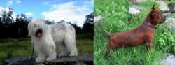 South Russian Ovcharka vs Chinese Chongqing Dog - Breed Comparison