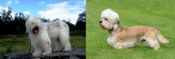 South Russian Ovcharka vs Dandie Dinmont Terrier - Breed Comparison