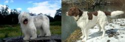 South Russian Ovcharka vs Drentse Patrijshond - Breed Comparison