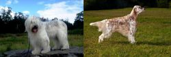 South Russian Ovcharka vs English Setter - Breed Comparison