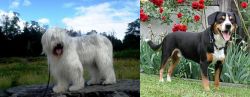 South Russian Ovcharka vs Entlebucher Mountain Dog - Breed Comparison