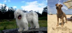 South Russian Ovcharka vs Fell Terrier - Breed Comparison