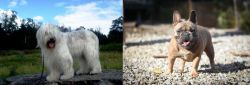 South Russian Ovcharka vs French Bulldog - Breed Comparison