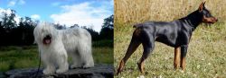 South Russian Ovcharka vs German Pinscher - Breed Comparison