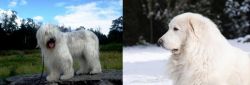 South Russian Ovcharka vs Great Pyrenees - Breed Comparison