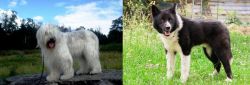 South Russian Ovcharka vs Karelian Bear Dog - Breed Comparison