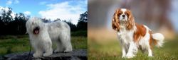 South Russian Ovcharka vs King Charles Spaniel - Breed Comparison