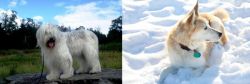 South Russian Ovcharka vs Labrador Husky - Breed Comparison