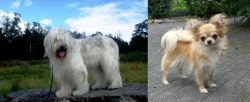 South Russian Ovcharka vs Long Haired Chihuahua - Breed Comparison