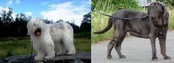 South Russian Ovcharka vs Neapolitan Mastiff - Breed Comparison